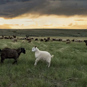 优酸乳m8u和m8u哪个更健康
